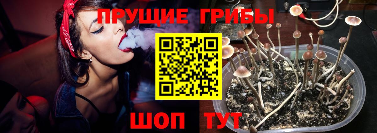 Псилоцибиновые грибы Psilocybine cubensis Камышин